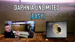 How I Raise Daphnia Water Fleas And You Can Too [upl. by Anilorac642]