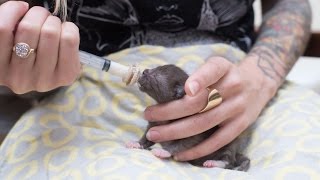 How to Syringe Feed a Newborn Kitten [upl. by Lamdin]