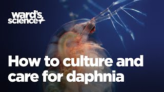 Caring and Culturing for Daphnia [upl. by Yankee191]