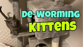 Deworming Kittens [upl. by Oinotla]