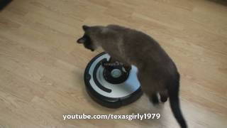 Cat shows HOW TO use iRobot Roomba Vacuum [upl. by Aholah712]