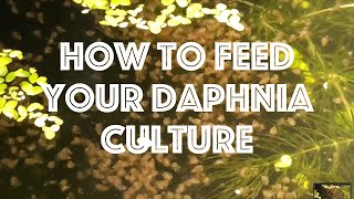 How To Feed Your Daphnia Culture [upl. by Kelwunn799]