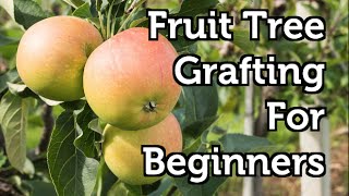 Fruit Tree Grafting for Beginners [upl. by Sitnalta]