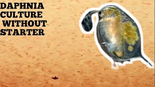 HOW TO CULTURE DAPHNIA NATURALLY WITHOUT A STARTER [upl. by Aneleiram]