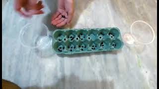 COMO JOGAR MANCALA [upl. by Cissy88]