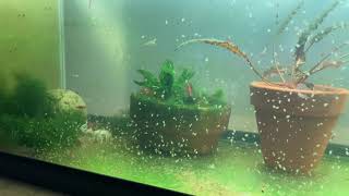 Daphnia Culturing Snails or no snails [upl. by Naud531]