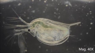 Daphnia magna under the Microscope [upl. by Kemme]