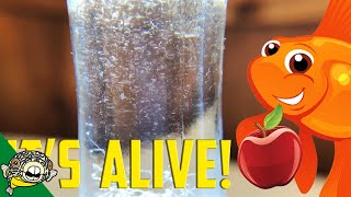 How to culture Vinegar Eels The EASY Way Live Fish Food [upl. by Sandi]