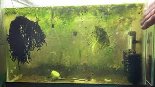 Scuds Daphnia Cherry Shrimp Copepods My aquatic food culture [upl. by Terese]