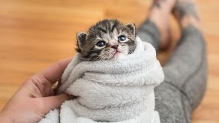 5 Ways to Comfort a Kitten [upl. by Fredrika]