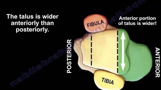 SKELETAL SYSTEM ANATOMY Bones of the lower leg Tibia [upl. by Hajar]