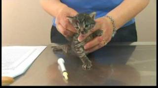 Kitten Care  DeWorming Kittens [upl. by Iarised]