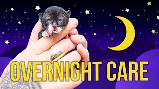 Tips for Overnight Kitten Care [upl. by Dranrev589]