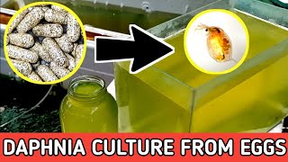 HOW TO HATCH DAPHNIA EGGS  HOW TO CULTURE DAPHNIA [upl. by Oyek]