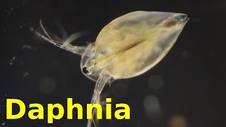 Daphnia [upl. by Ennaegroeg]