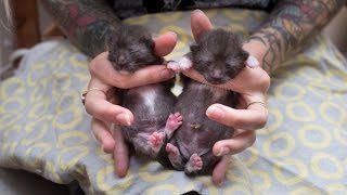 How to Help Baby Kittens Pee and Poop [upl. by Kirk]