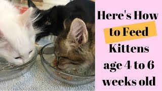 What amp How to Feed Kittens age 4 to 6 Weeks old [upl. by Geibel]