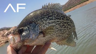 ARIZONA CRAPPIE FISHING [upl. by Halyk168]