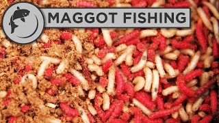 How to catch carp with maggots [upl. by Eniagrom]