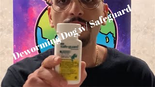 Deworming A Puppy With Safeguard Goat Dewormer [upl. by Pardner]