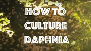 How To Culture Daphnia Magna [upl. by Yhtomiht]