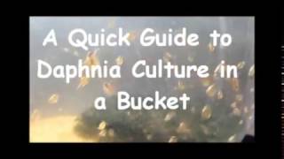 How to culture daphnia outside [upl. by Ardiekal]