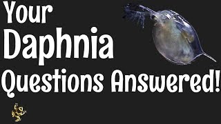 Daphnia Questions Answered [upl. by Yekciv338]