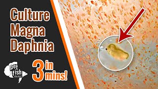 How to culture DAPHNIA MAGNA  The easy way [upl. by Aduhey987]