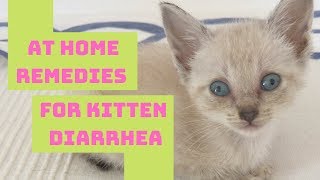 Kitten amp Cat Diarrhea Home Remedy  Safe amp Easy [upl. by Shuping760]