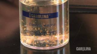 How to Care for Daphnia [upl. by Fredette]