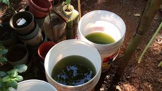 How to grow Green Water Algae [upl. by Larena632]