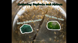 How To Culture Daphnia and Moinas using Green Water Spirulina powder [upl. by Sllew]