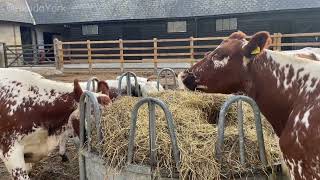 Irish Moiled cattle Wimpole Hall nationaltrust near Cambridge [upl. by Bald493]