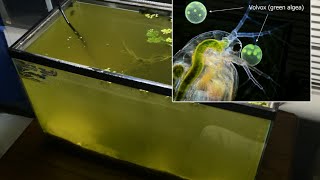 Raising Daphnia for the Freshwater Aquarium [upl. by Ellesirg]