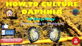 HOW TO CULTURE DAPHNIA In Easy Way [upl. by Idnem]