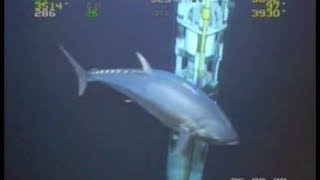 WORLD RECORD FISH 18ft Tuna ROV Deepwater Footage Bluefin Yellowfin Redfish [upl. by Osnohpla]